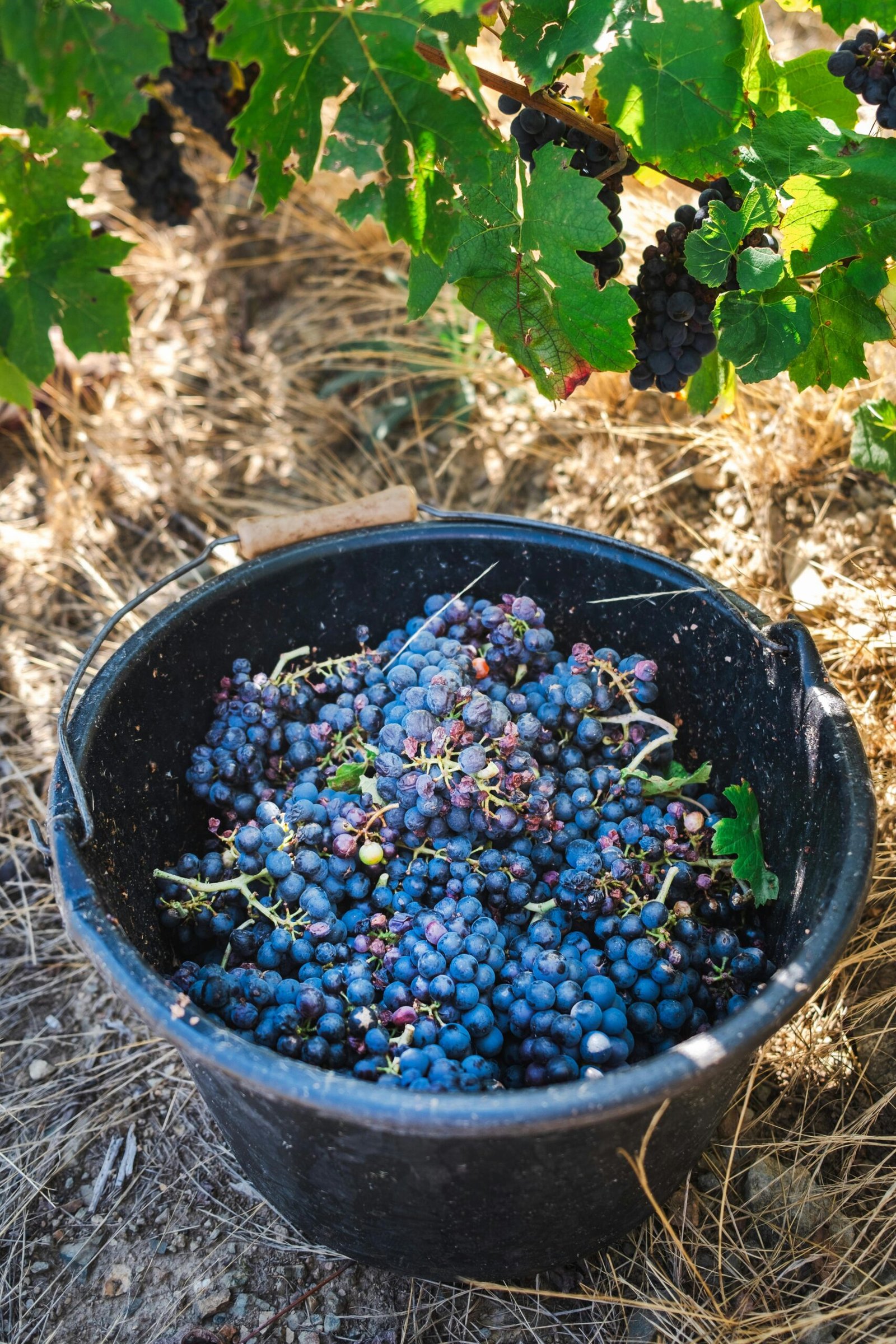 Vranec — The Bold Macedonian Red Wine That the World Has Not Discovered Yet